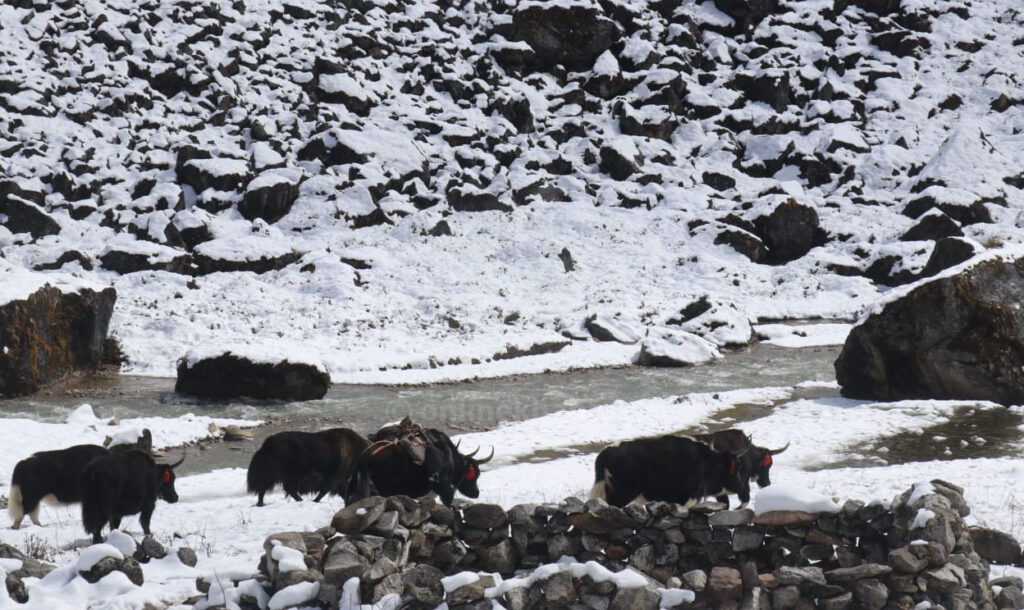 Taplejung-upper-14-1024x610 Let’s Travel: Upper Taplejung (With Photos)