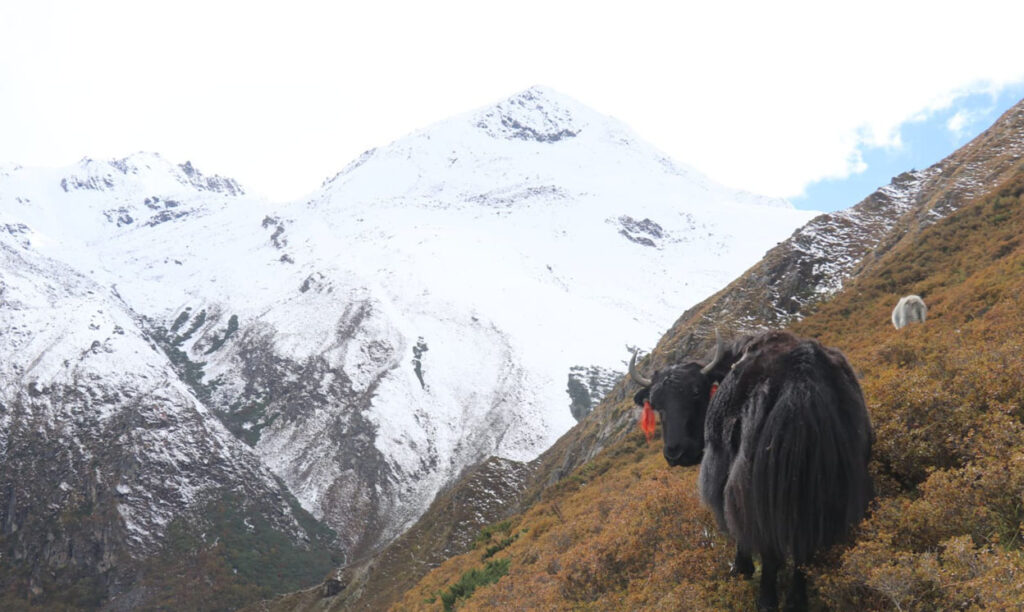 Taplejung-upper-15-1024x612 Let’s Travel: Upper Taplejung (With Photos)