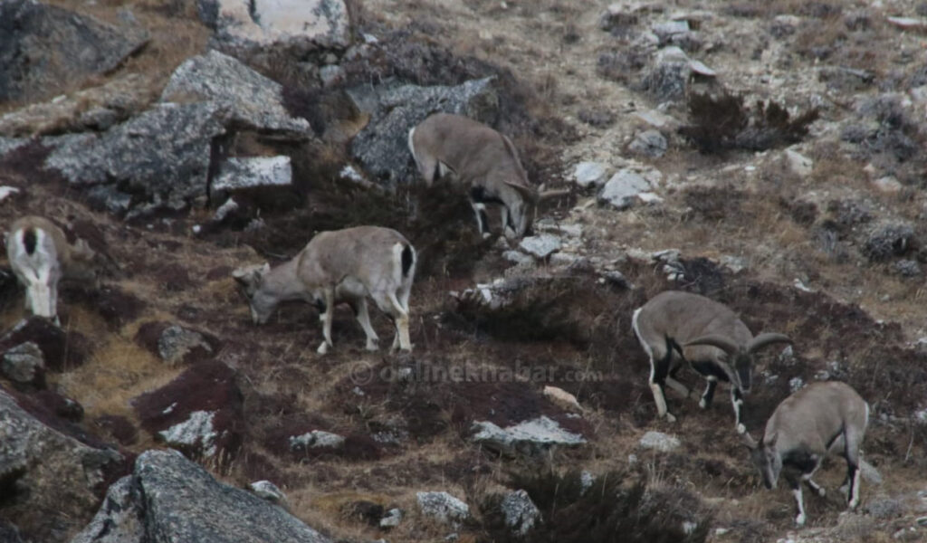 Taplejung-upper-9-1024x600 Let’s Travel: Upper Taplejung (With Photos)